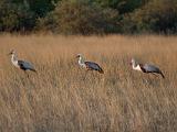 Africa 154 : Africa, Animal, Bird, Botswana, Okavango, Vumbura Plains, Waddled Crane